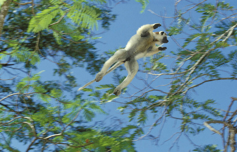 野生动物 成人 运动 哺乳动物 动物 马达加斯加 非洲 轮廓
