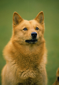 成人 照片 犬科 宠物 肖像 动物