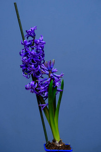 植物区系 丁香花 盛开 紫色 植物 花园 花的 美丽的 花瓣