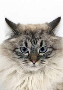 照片 猫科动物 肖像 在室内 动物 宠物 成人