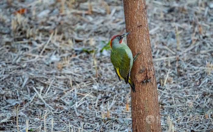 绿皮克啄木鸟在孤立的树干上