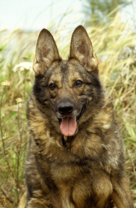 宠物 动物 犬科 照片 肖像 成人 耳朵 舌头