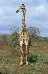 野生动物 长颈鹿 脖子 肯尼亚 哺乳动物 非洲 食草动物