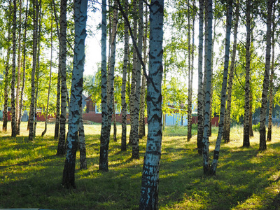 森林 风景 俄罗斯 植物 自然 乌拉尔 季节 落下 木材