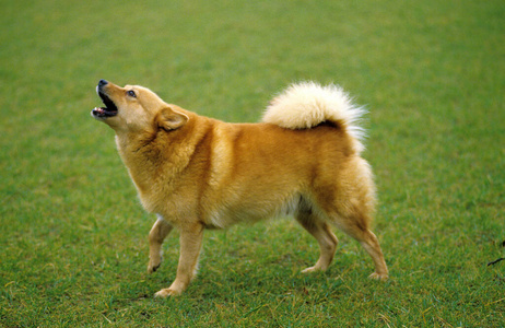 侵略 犬科 宠物 动物 轮廓 成人 剥皮 照片