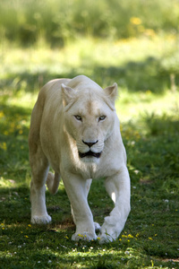 食肉动物 母狮 非洲 狮子 哺乳动物 野生动物 动物 照片