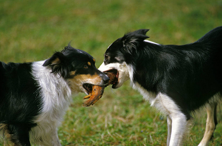 犬科 轮廓 动物 宠物 成人 照片