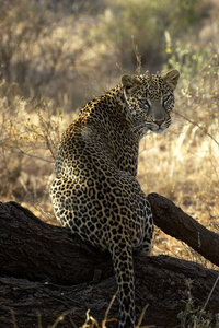 肯尼亚 猫科动物 成人 非洲豹 哺乳动物 豹子 照片 野生动物