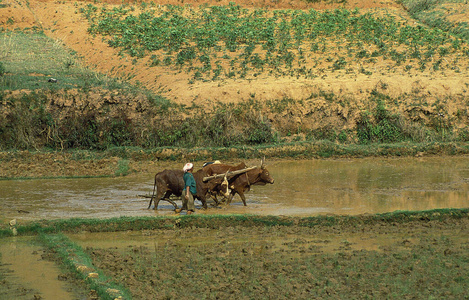 农业 女人 马达加斯加 大米 照片 食草动物 牛科 非洲