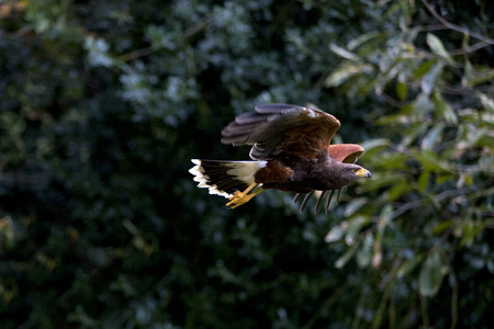 动物 运动 美国 野生动物 成人 轮廓 飞行 照片