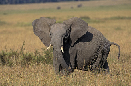 大象 非洲象 食草动物 动物 象科 哺乳动物 非洲 轮廓