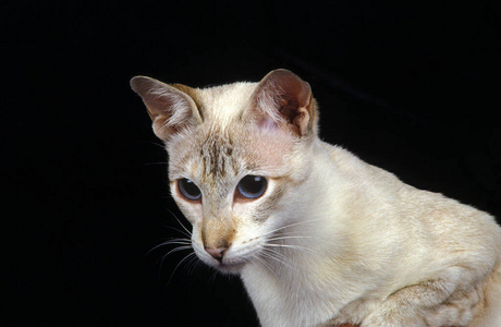 宠物 在室内 猫科动物 动物 照片 成人