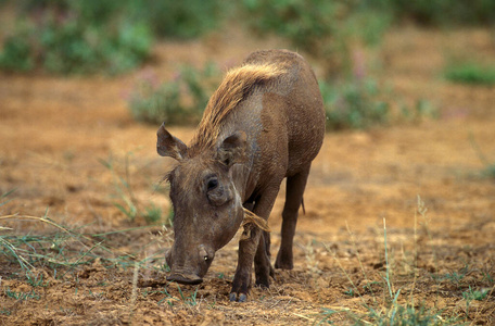 野生动物 肯尼亚 猪科 成人 动物 食草动物 非洲 野猪