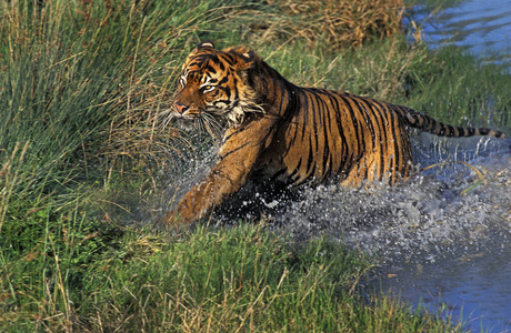 老虎 照片 动物 轮廓 哺乳动物 食肉动物 猫科动物 印度尼西亚