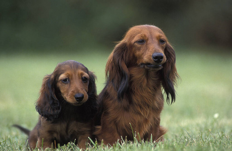 照片 腊肠犬 宠物 动物 犬科 成人 小狗