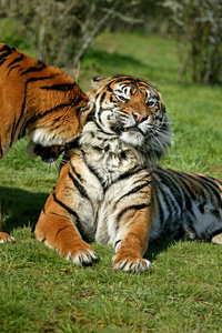 动物 老虎 哺乳动物 印度尼西亚 猫科动物 野生动物 亚洲