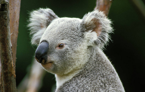 成人 动物 轮廓 肖像 有袋动物 澳大利亚 照片 哺乳动物
