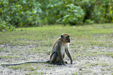 森林 灵长类动物 自然 野生动物 猕猴 猴子 有趣的 寺庙