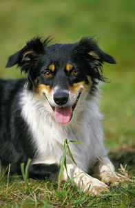 成人 动物 照片 宠物 犬科