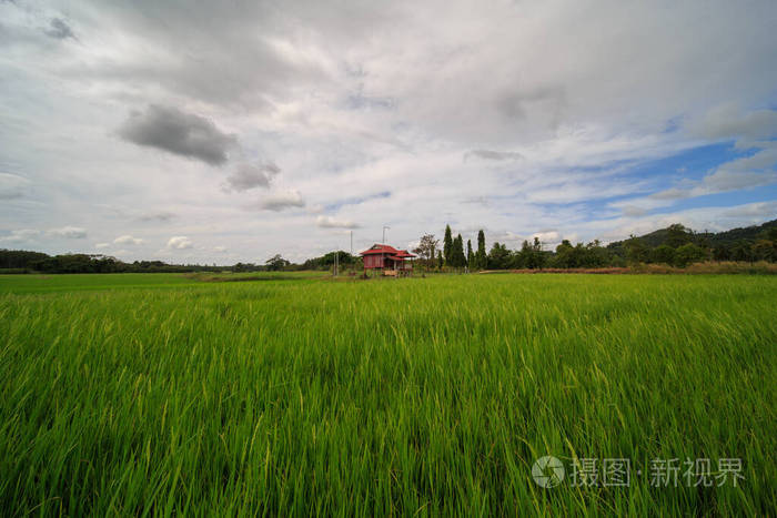 稻谷 美丽的 草地 旅行 地面 大米 食物 土壤 亚洲 瓷器