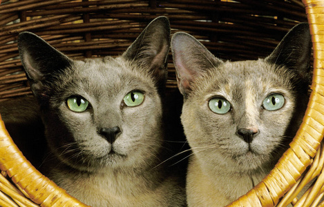 动物 猫科动物 宠物 在室内 成人 篮子 照片 肖像