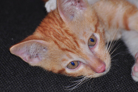 漂亮的 眼睛 基蒂 可爱极了 毛皮 有趣的 耳朵 鼻子 小猫