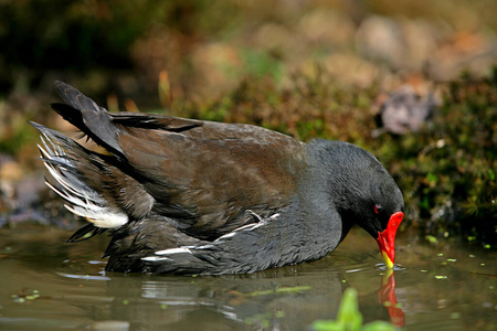 欧洲 照片 动物 成人 轮廓 池塘 黑水鸡 法国 野生动物