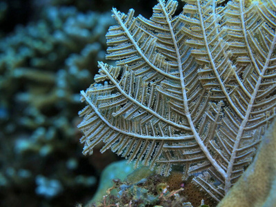 热带 潜水 自然 水下 水螅 世界 动物 珊瑚 海洋