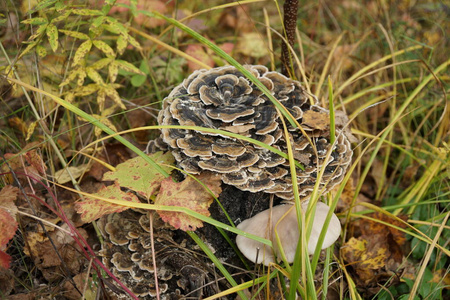 季节 植物学 树桩 寄生虫 成长 古老的 苔藓 植物区系