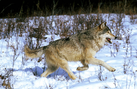 动物 冬天 美国 野生动物 成人 犬科 跑步 食肉动物 哺乳动物