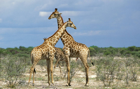 动物 哺乳动物 照片 反刍动物 野生动物 成人 非洲 长颈鹿