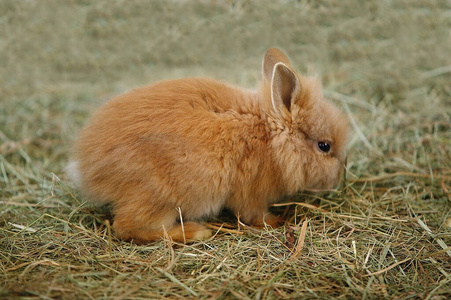 农事 农家院 成人 农场 囚禁 动物 兔子 笼子 照片 农业