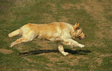 宠物 成人 轮廓 犬科 动物 照片 运动 跑步