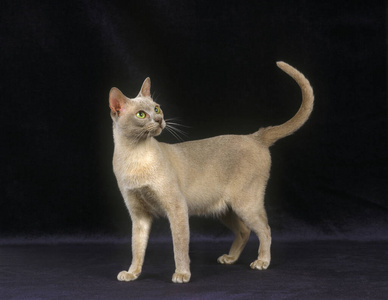 轮廓 成人 宠物 照片 缅甸猫 动物 猫科动物 在室内