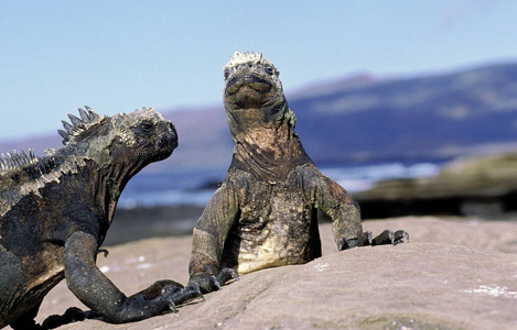 鬣蜥 成人 蜥蜴 厄瓜多尔 美国 爬行动物 照片 鬣蜥科