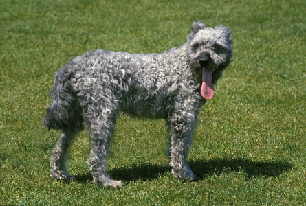 成人 轮廓 动物 照片 犬科 宠物