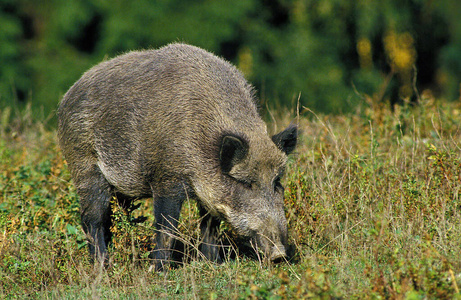 哺乳动物 猪科 欧洲 野生动物 法国 食草动物 照片 成人