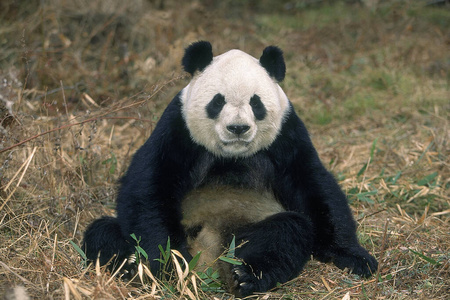 熊猫 哺乳动物 食肉动物 亚洲 照片 野生动物 瓷器 成人