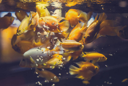 水下 自然 动物 鱼类 游泳 特写镜头 环境 海的 水族馆