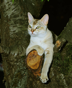 成人 动物 宠物 照片 猫科动物