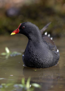 照片 成人 池塘 法国 野生动物 动物 黑水鸡 欧洲