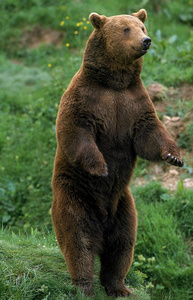 照片 哺乳动物 食肉动物 成人 动物 欧洲 熊科 幽默 野生动物