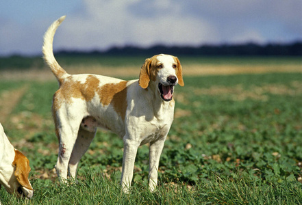 犬科 照片 宠物 成人 猎犬 轮廓 动物