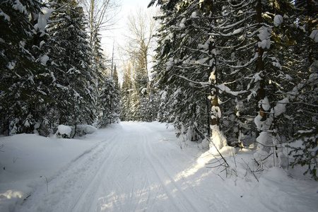 滑雪 场景 寒冷的 风景 美丽的 冷杉 冬天 森林 自然