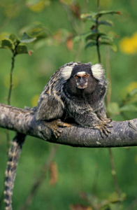 动物 绒猴 灵长类动物 哺乳动物 成人 野生动物 照片 猴子