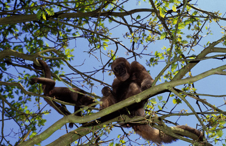 哺乳动物 成人 猴子 美国 照片 动物 野生动物 灵长类动物