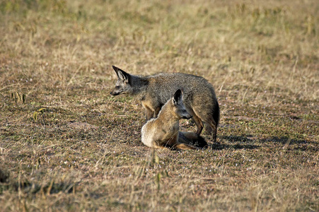 野生动物 哺乳动物 照片 肯尼亚 动物 轮廓 食肉动物 非洲