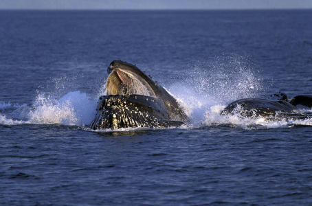 喂养 野生动物 叶蝉科 阿拉斯加 鲸目动物 海洋 照片 哺乳动物