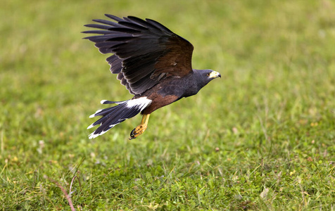 飞行 羽毛 运动 照片 轮廓 成人 野生动物 美国 动物