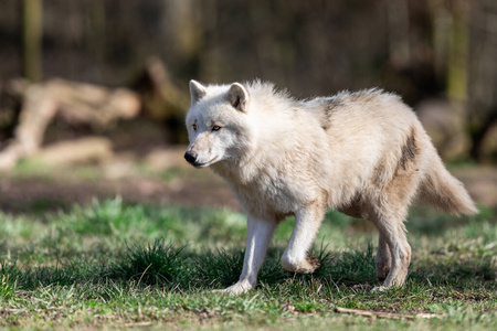 危险的 危险 野生动物 权力 动物 森林 犬科动物 特写镜头